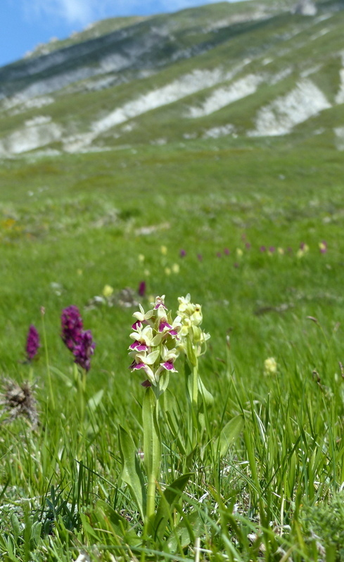 Dactylorhiza sambucina f. chusae  Parco Nazionale del Gran Sasso  giugno 2023.